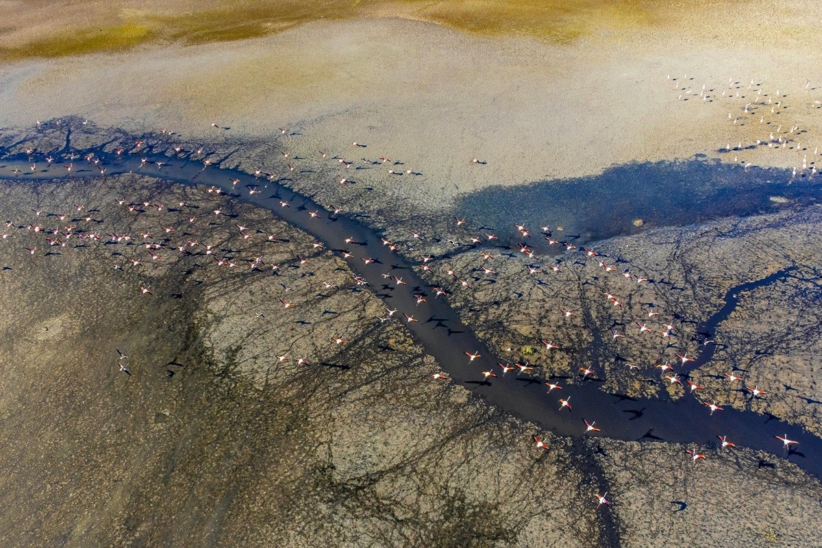 Aerial View of Flamingos on Dried Lake