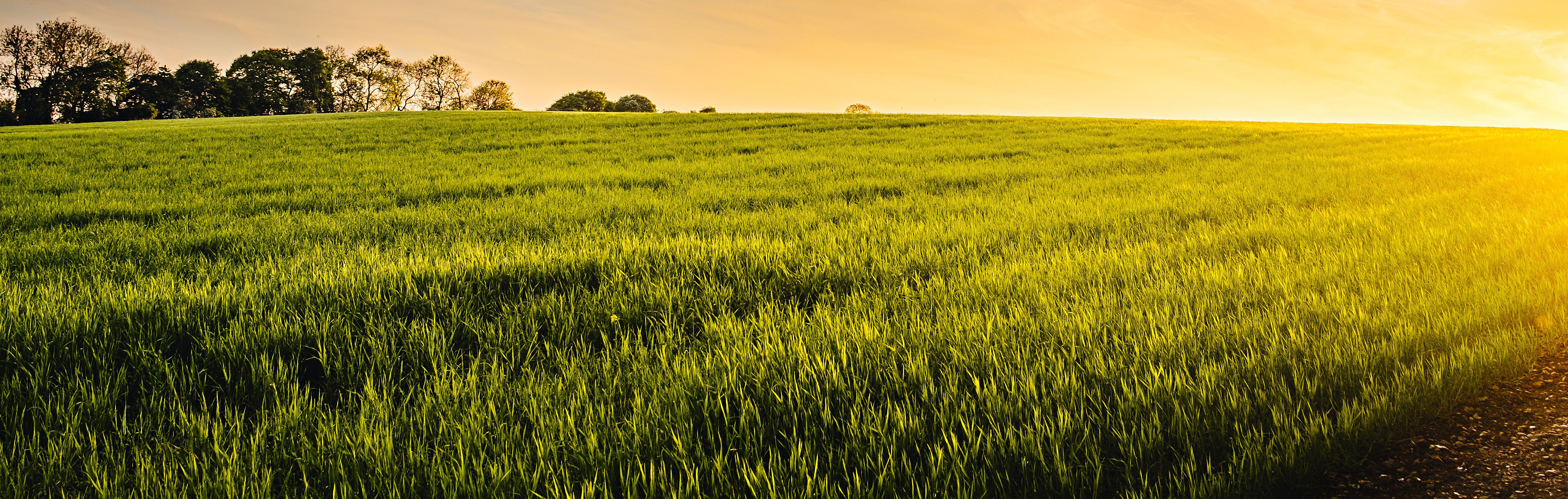 A wide view of a green wheat field under the warm bath of the sun