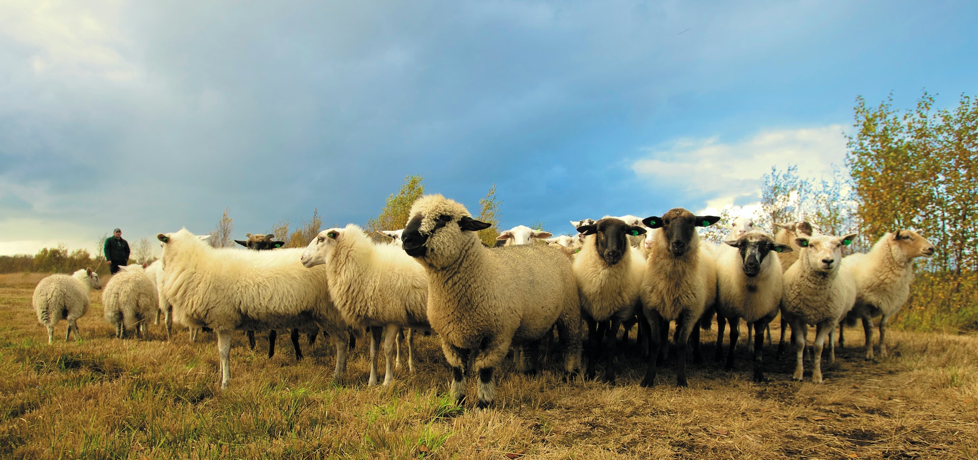 A herd of white-faced and black-faced sheep standing, grouped together, in a field on a cloudy day. 