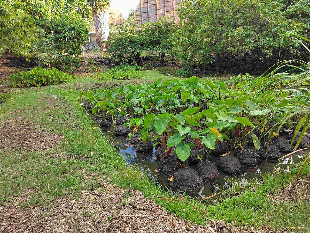 A Loʻi, kalo/taro garden on the grounds of the Kamakakūokalani Center for Hawaiian Studies at University of Hawaii at Manoa.